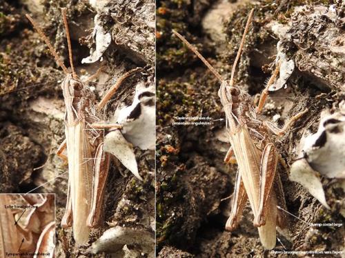 Chorthippus sp.